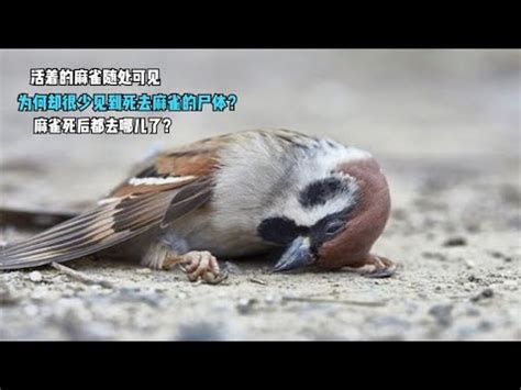 麻雀死掉怎麼辦|【麻雀死掉】麻雀死掉之謎！好心把牠撿回家，怎麼才幾天就嗚呼。